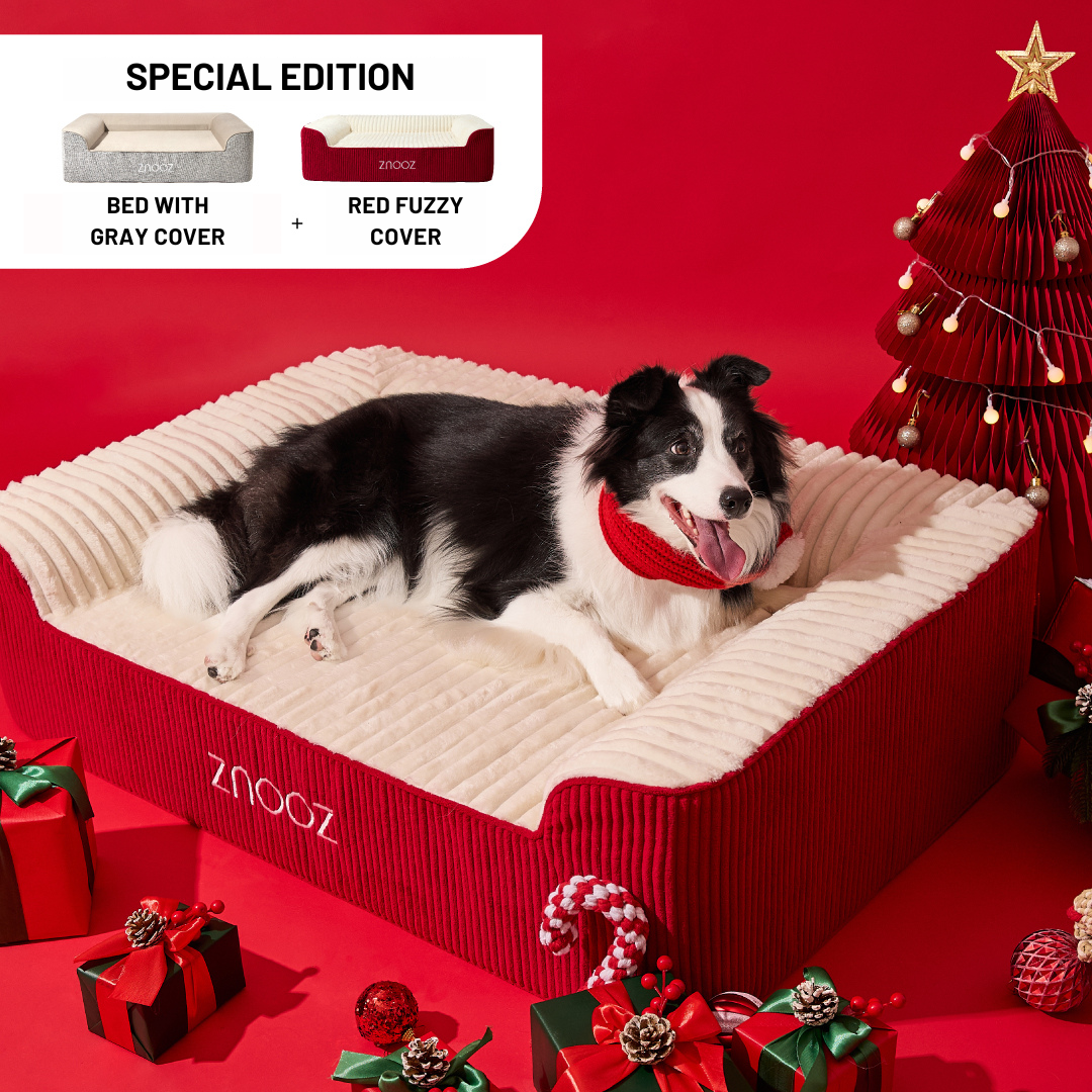 ZNOOZ Orthopedic Dog Bed Bundle- Special Edition