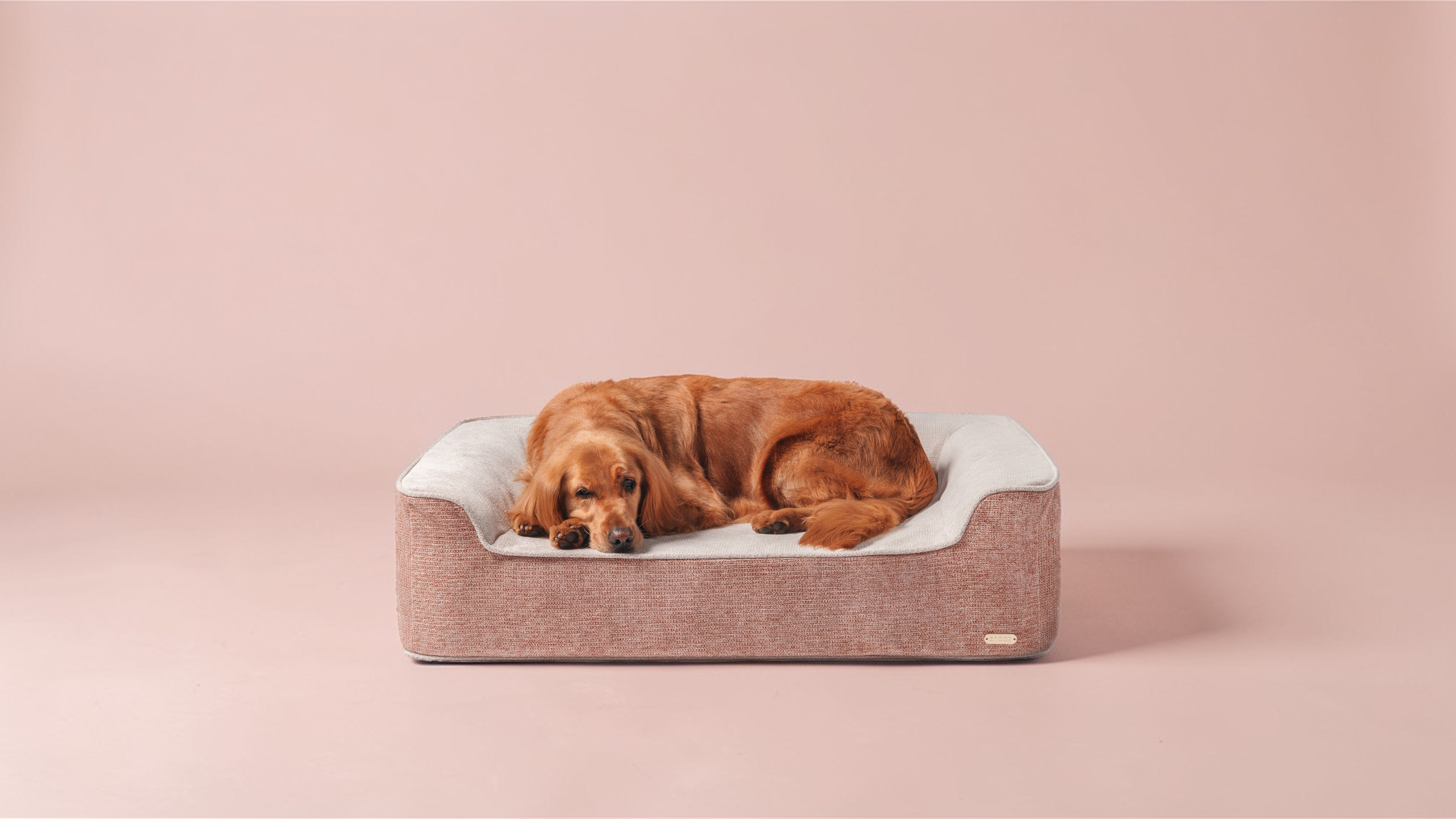 Best Orthopedic Dog Bed for Large and Senior Dogs | ZNOOZ