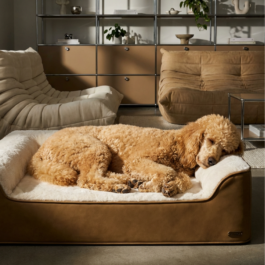 How to Get an Old Dog to Sleep on a New Orthopedic Bed | ZNOOZ