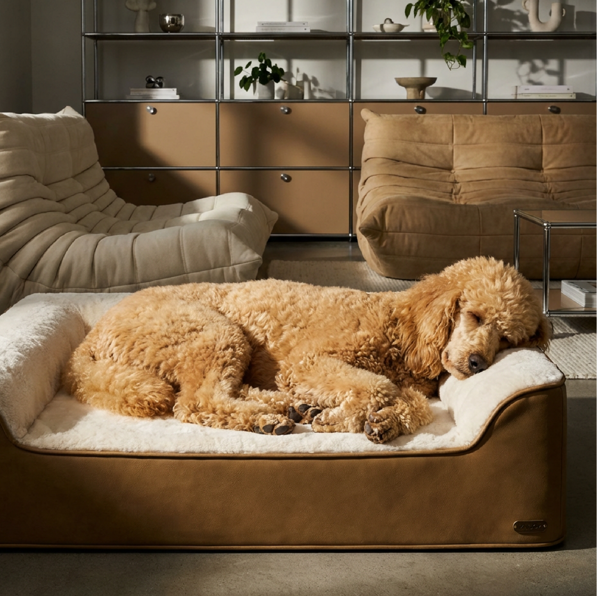How to Get an Old Dog to Sleep on a New Orthopedic Bed | ZNOOZ