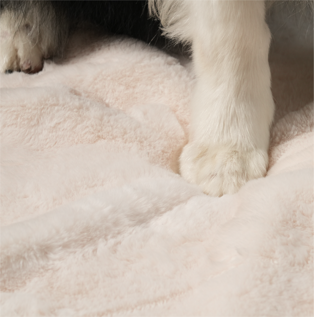 Best Dog Bed That Won't Flatten for Large Dogs | ZNOOZ