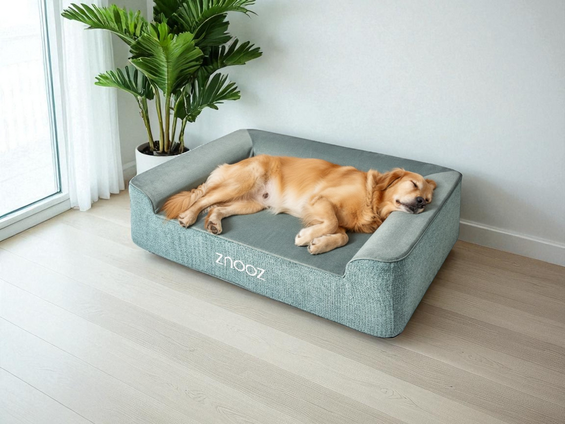 How a Thick Orthopedic Dog Bed Supports Your Dog’s Health and Comfort