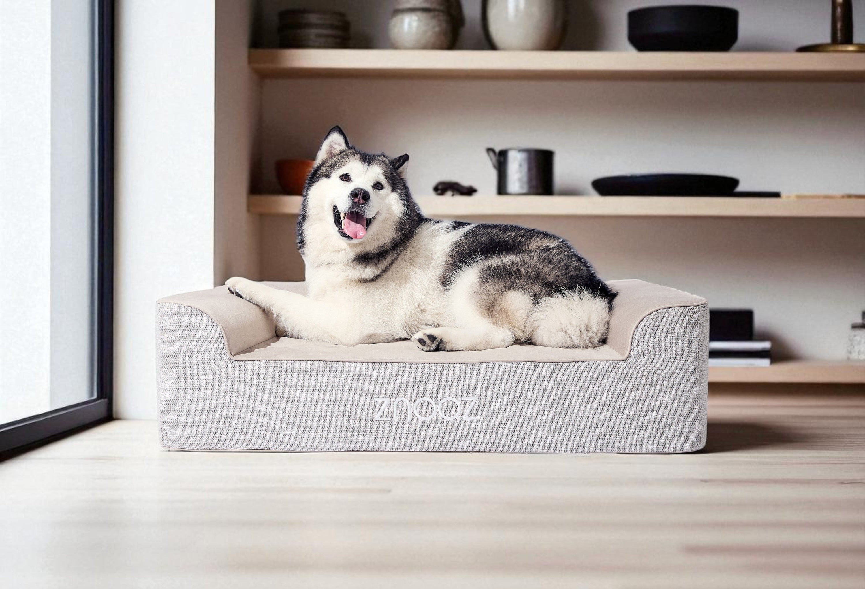 How to Help Your Dog Adjust to Their New Dog Bed
