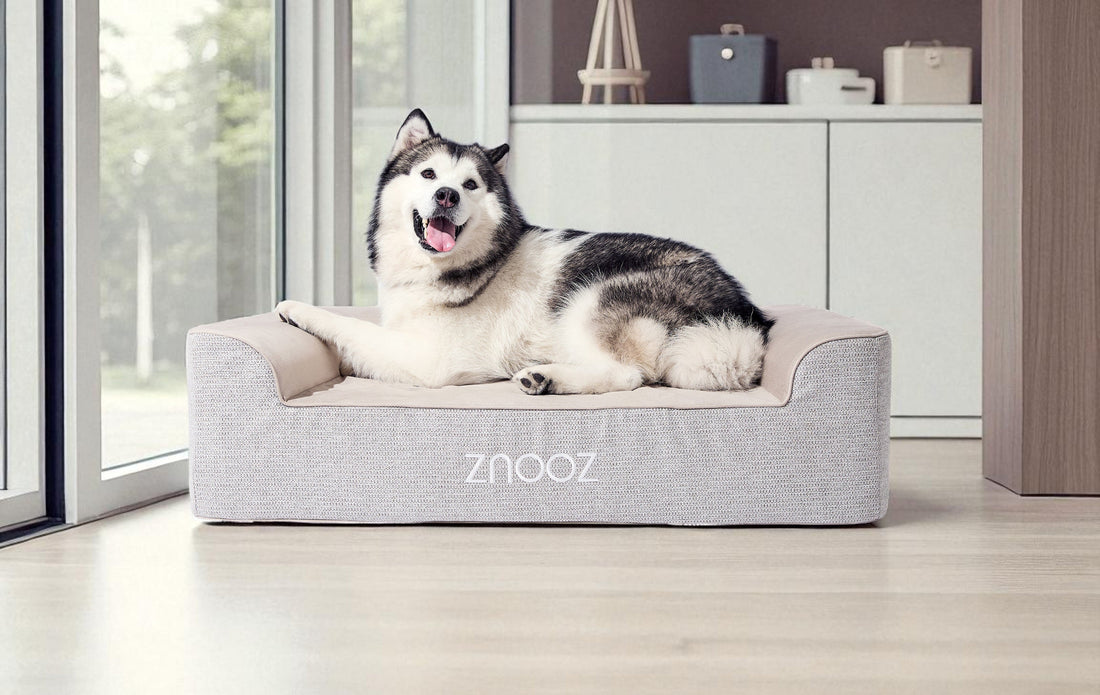 The Complete Guide to Choosing Orthopedic Dog Beds for Large Dogs