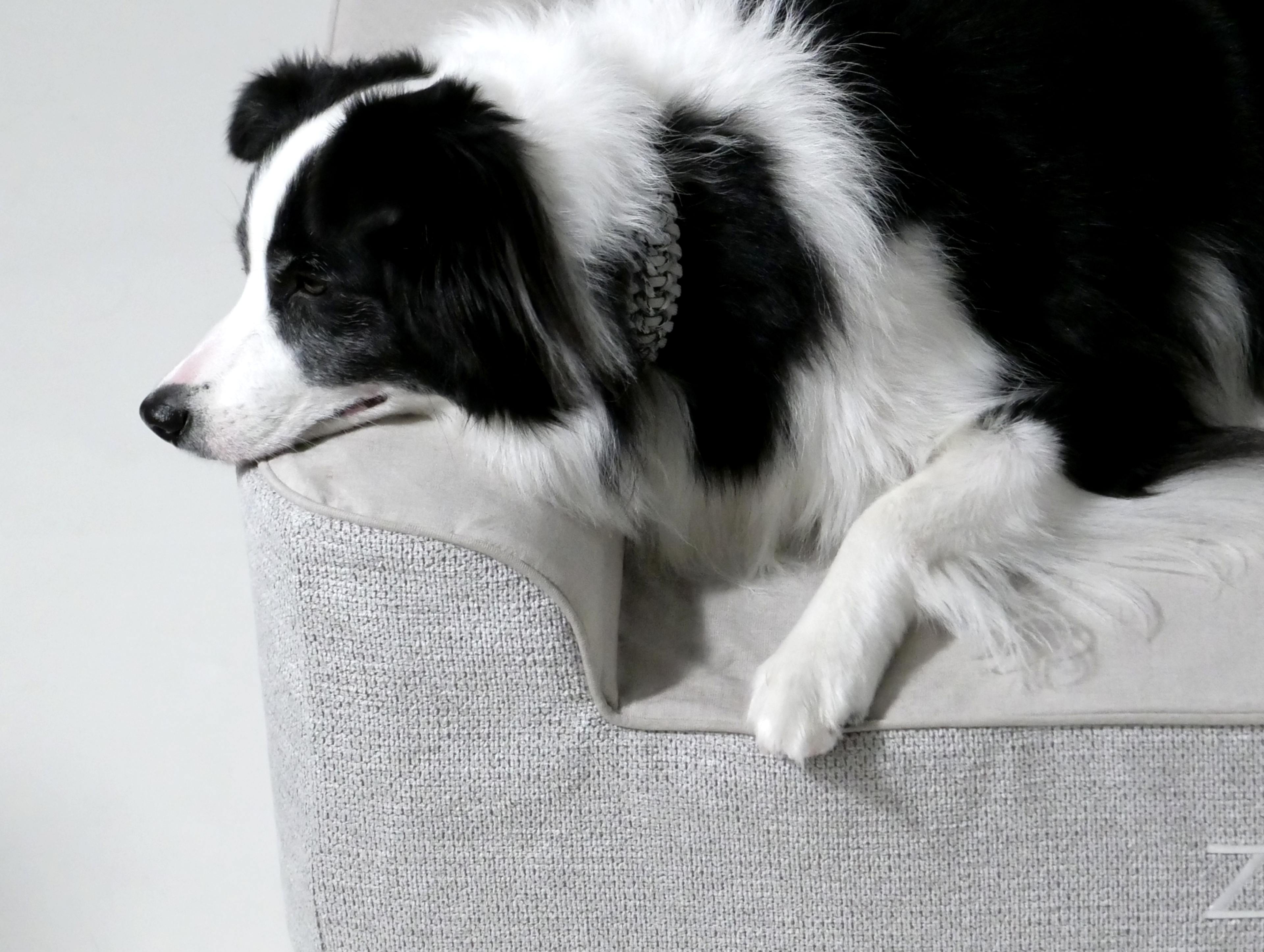 Vets Recommended Orthopedic Foam: How It Eases Joint Pain for Big Dogs