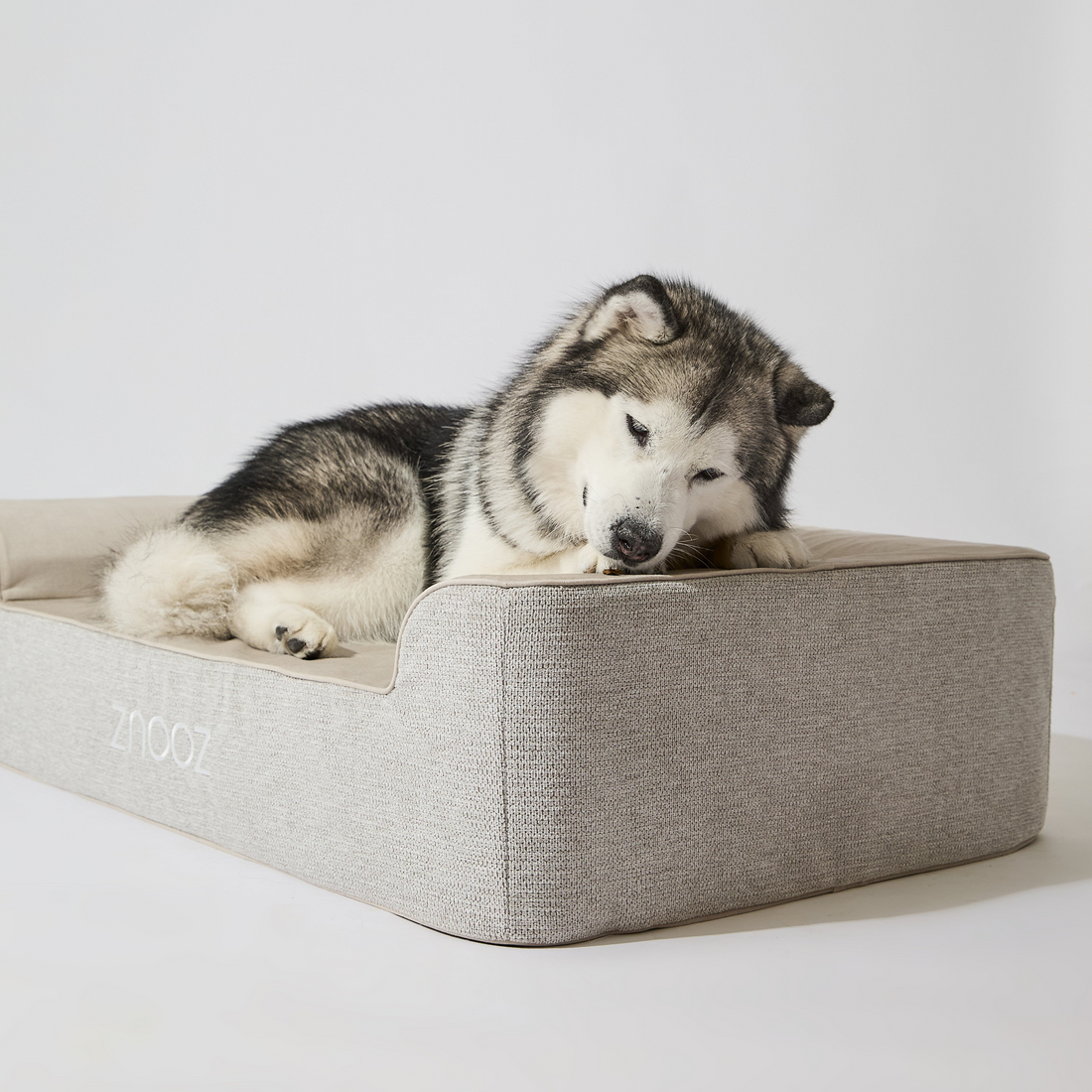 Why ZNOOZ Orthopedic Dog Bed is the Best Choice for Your Furry Friend?