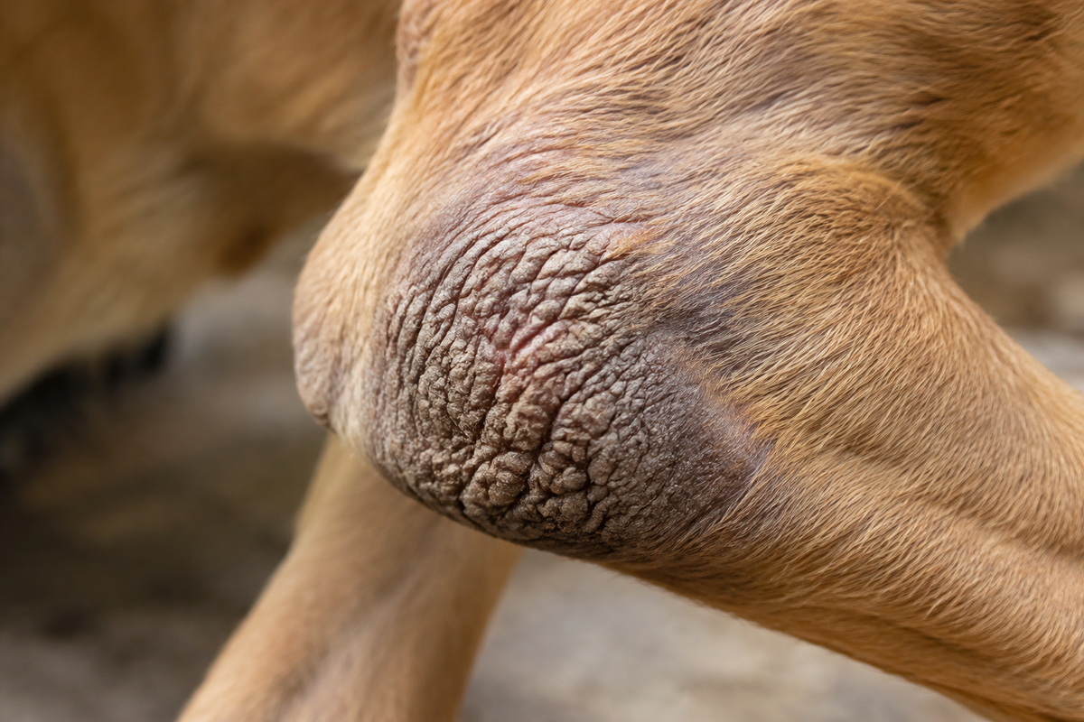 Dog Bed for Elbow Calluses: What Actually Helps | ZNOOZ