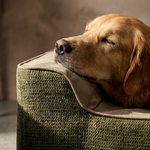 ZNOOZ Orthopedic Bed