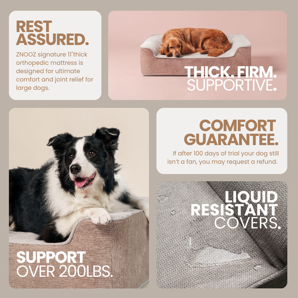 International Dog Day Bundle: Dog bed with extra cover