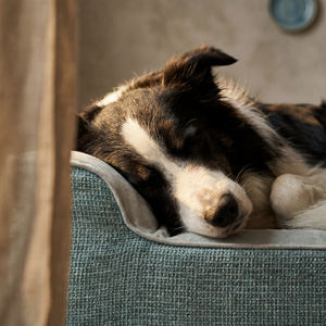 ZNOOZ Orthopedic Bed