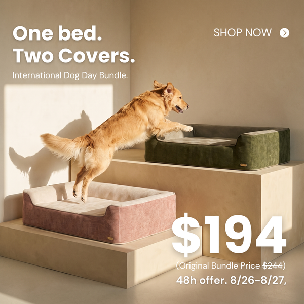 International Dog Day Bundle: Dog bed with extra cover
