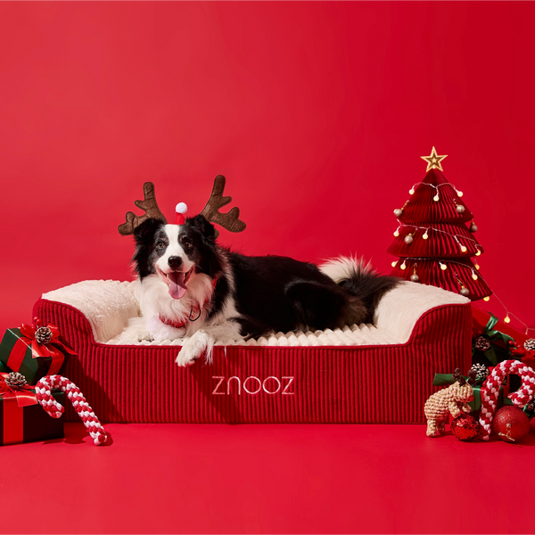 ZNOOZ Orthopedic Dog Bed Bundle- Special Edition