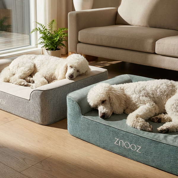 ZNOOZ Orthopedic Dog Bed