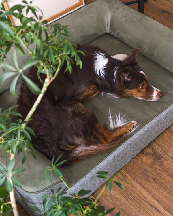 ZNOOZ MagZnap™ Dog Bed