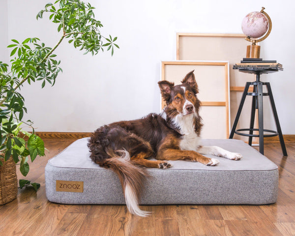 ZNOOZ MagZnap™ Dog Bed