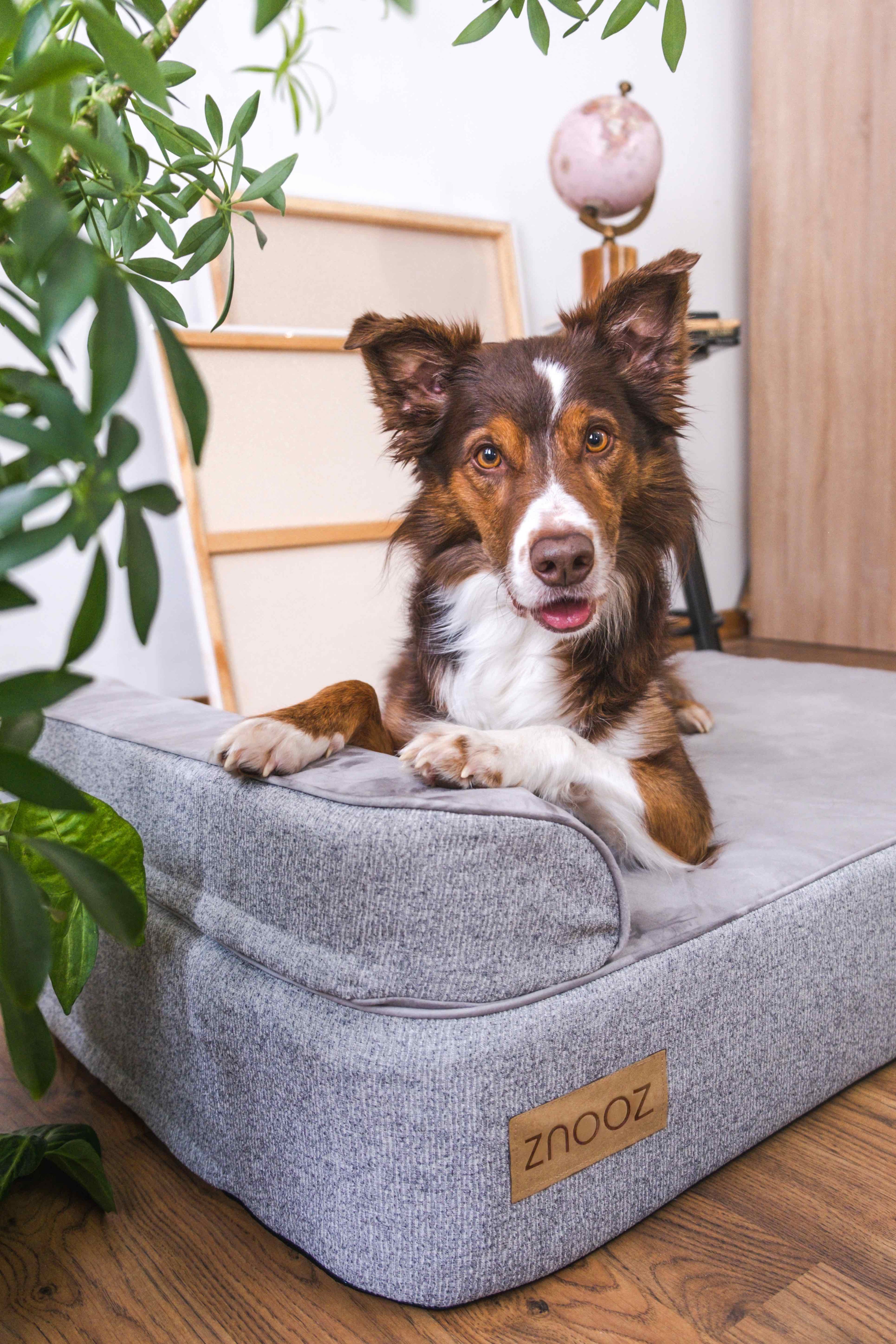ZNOOZ Orthopedic Dog Bed