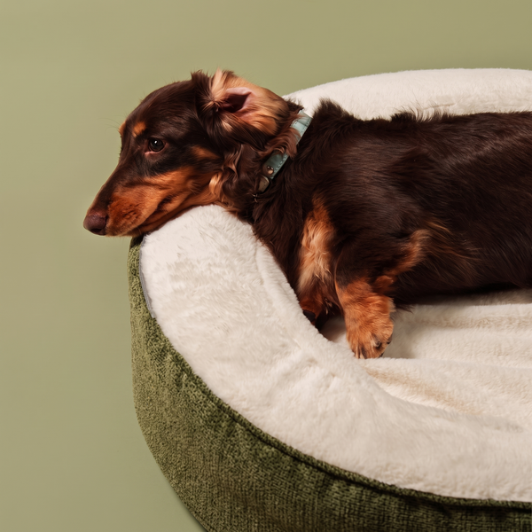 ZNOOZ Macaron Bed for Small Dogs